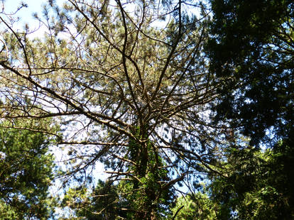 Abandoned cemetery treetop Stralsund 1