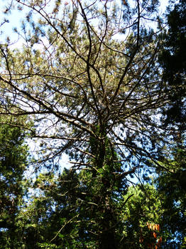 Abandoned cemetery treetop Stralsund 2