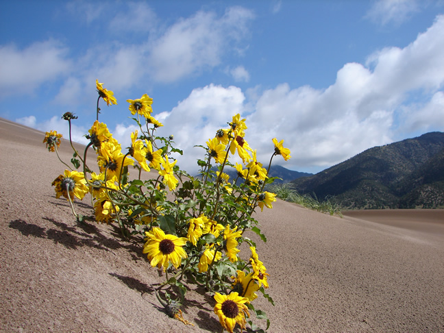 Sunflowers