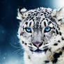 leopardo