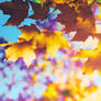 I love Autumn