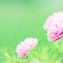 iPink