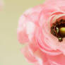 Flowers are the sweetest thing