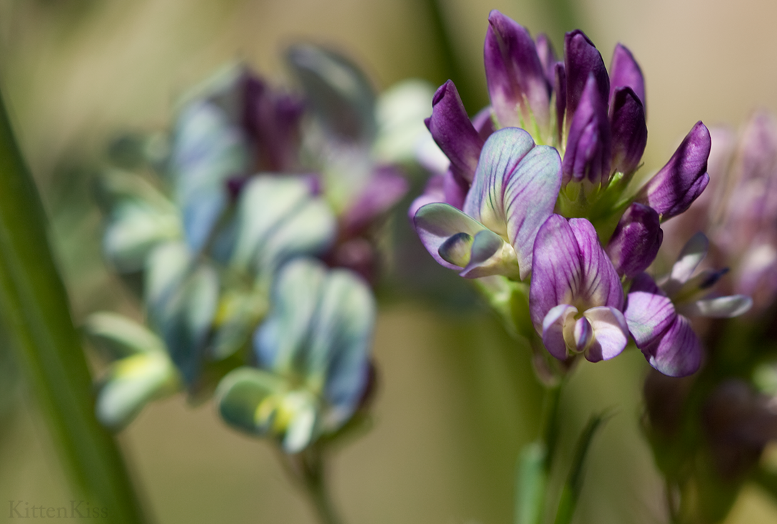 Pretty Colours Purple Blue