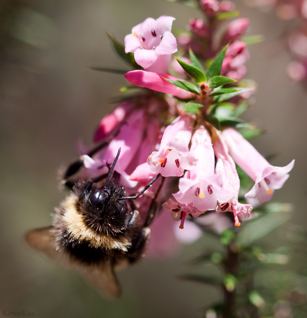 Pink Buzzy