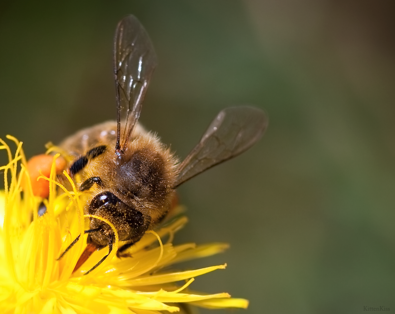 Bee going about business