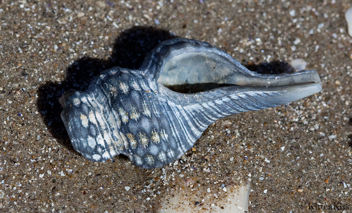 Blue Shell on Sand