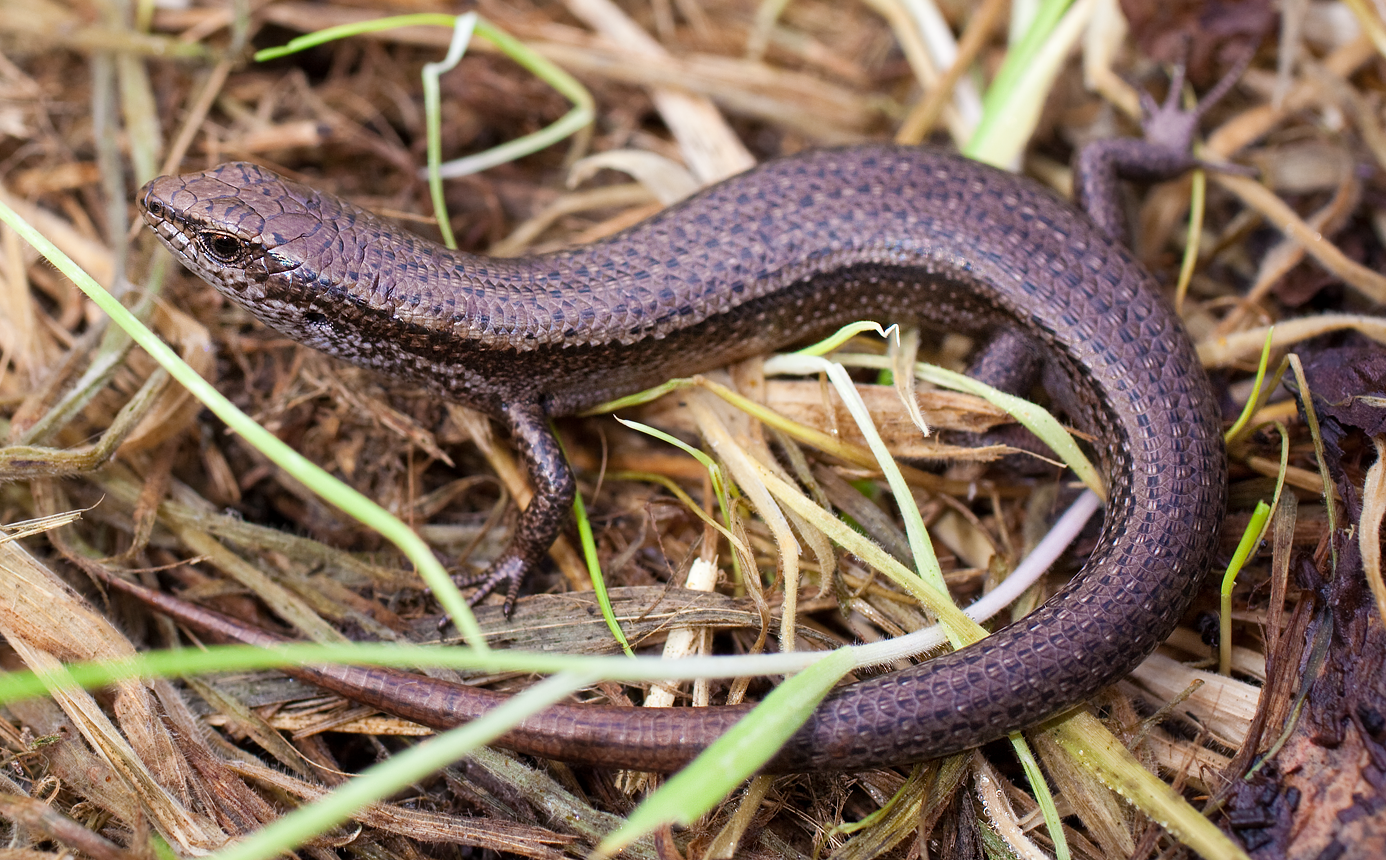 Skink