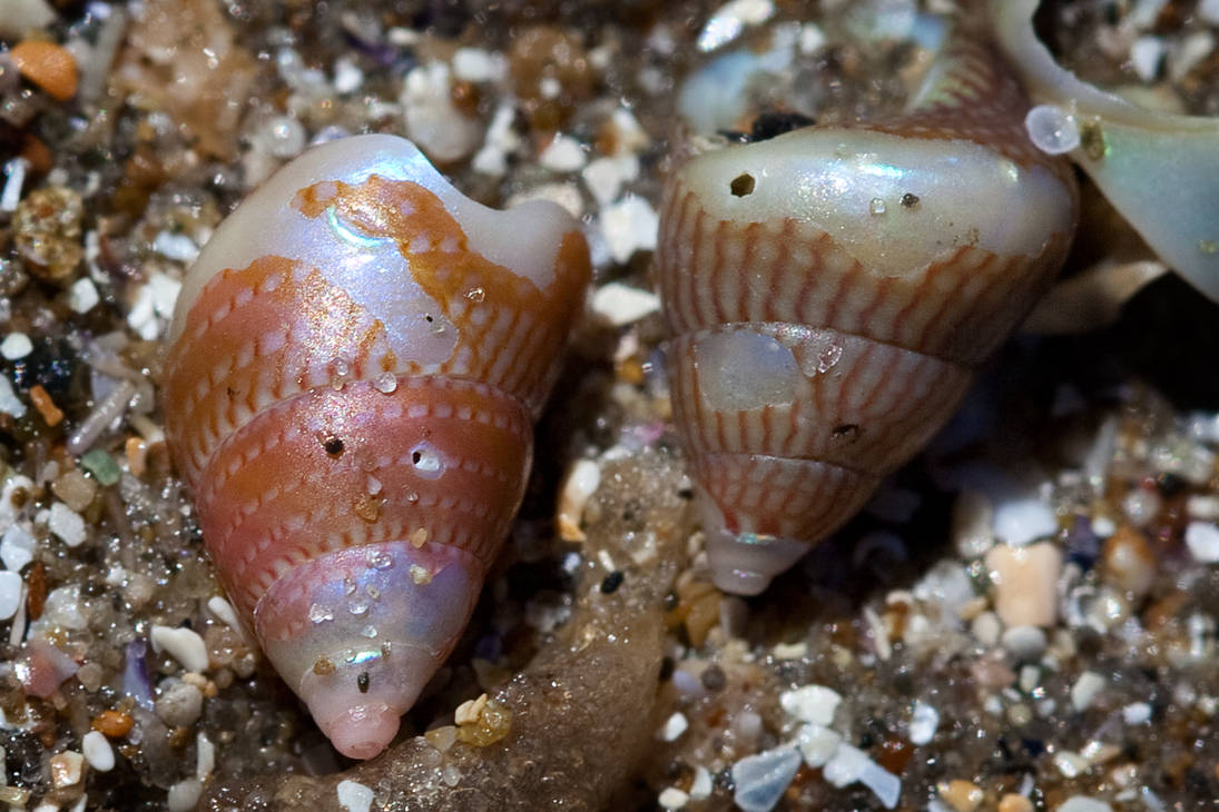 Two shells with bits missing by KittenKiss on DeviantArt