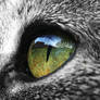 green cat eye