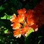 Orange Clivias