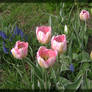 Pink Tulips