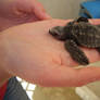 baby sea turtle