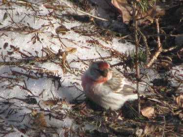 Redpoll of the Bailey