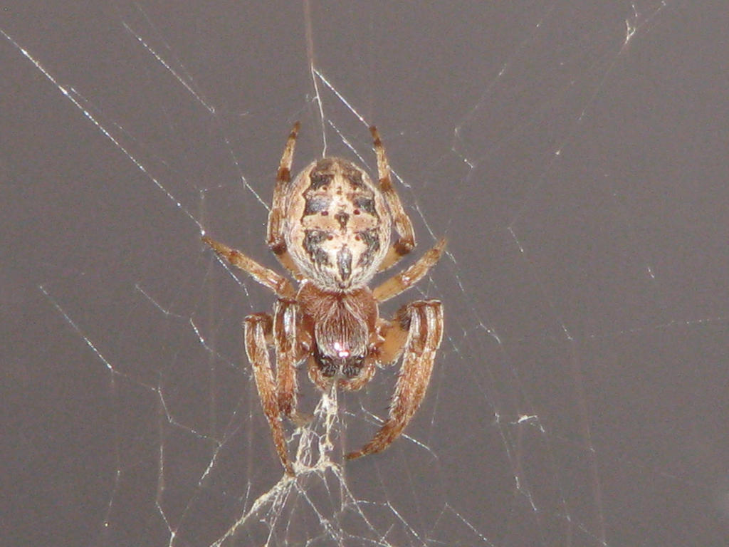 Web spinner by skbrainstorm42 on DeviantArt