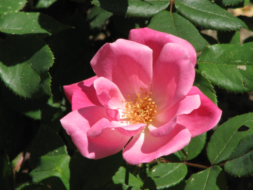 Spring Rose 2 Spring to Summer Rose by skbrainstorm42 on DeviantArt