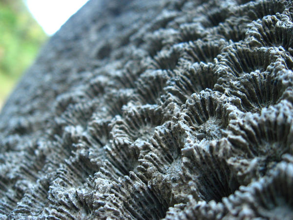 fossil corals