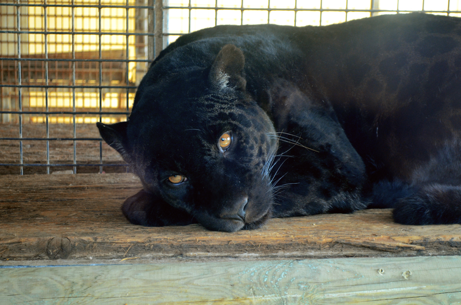 Black Jaguar