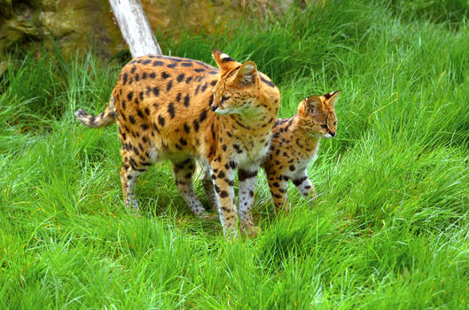 Young Serval and his mother