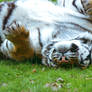 Tiger rolling in the grass