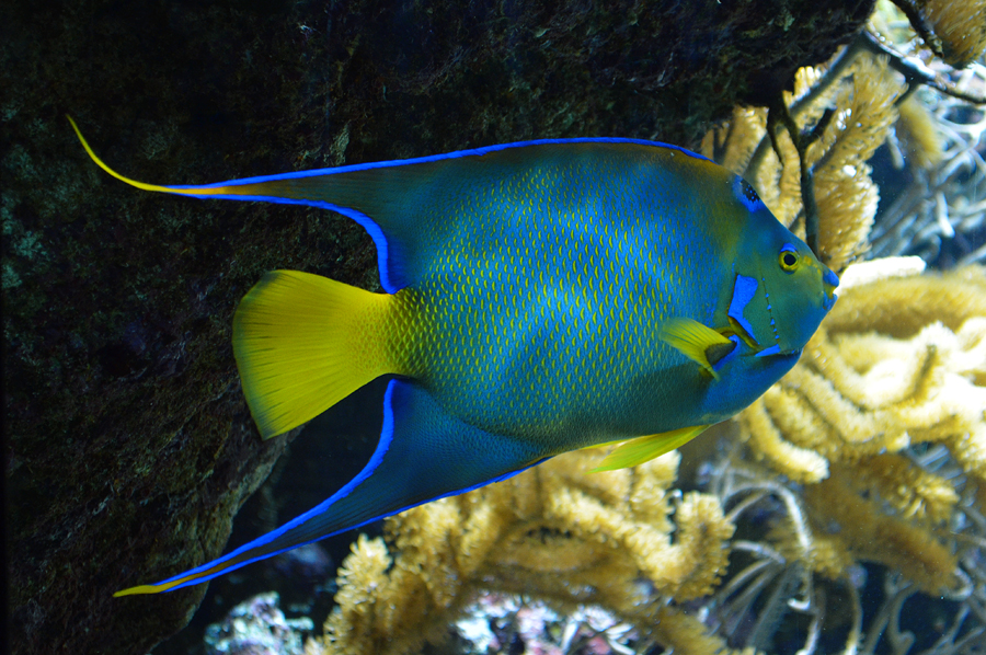 Queen Angelfish