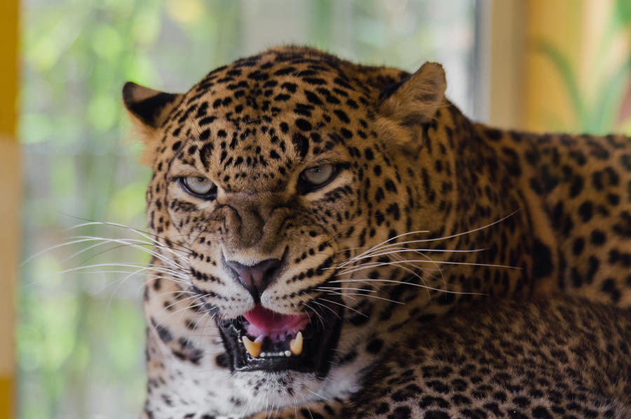 Angry Leopard by HydraDominatus on DeviantArt