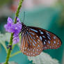 Blue spotted butterfly