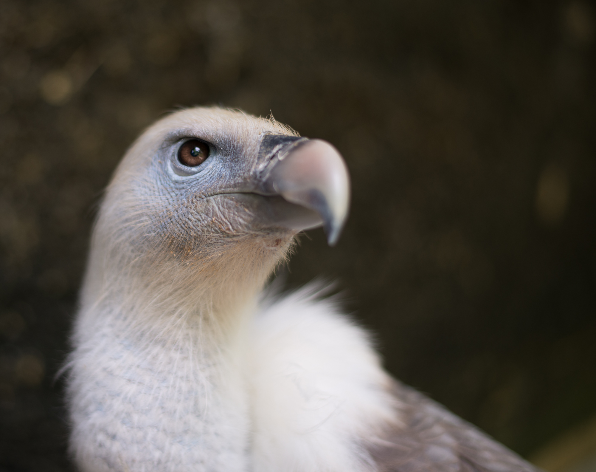 Griffon Vulture Portrait