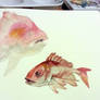 Red Snapper Watercolor wip