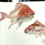 Red Snapper Watercolor