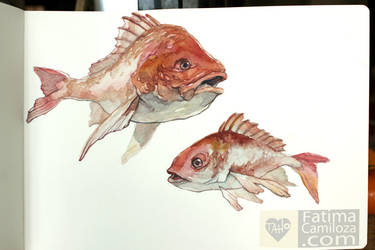 Red Snapper Watercolor