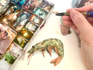 Shrimp watercolor painting