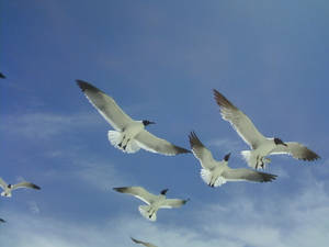 Seagulls