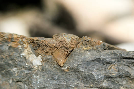 Possible Bryozoan - Mahantango Formation PA