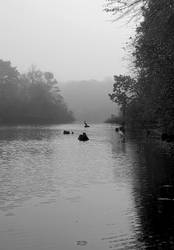 Early Morning Fishing With Egrets and Herons