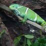 Fijian Crested Iguana