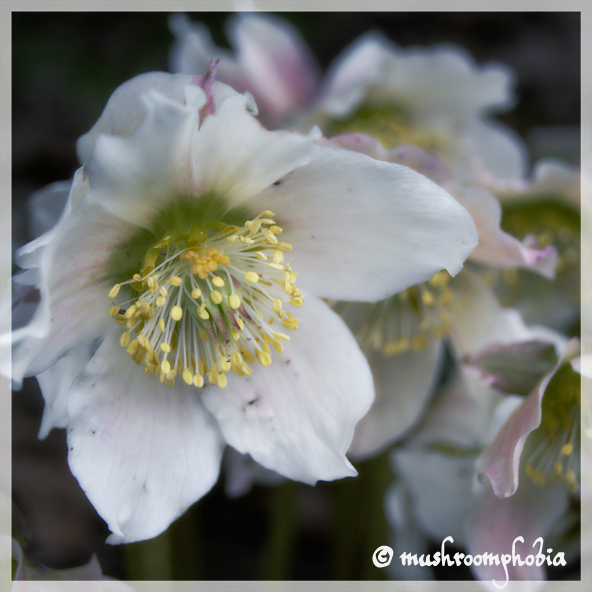 Pale Flower