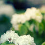 Pear blossoms