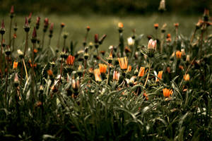 Autumn Flowers