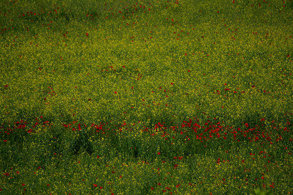 Green and Red