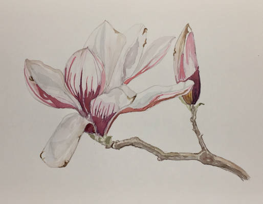 Magnolia 