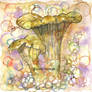 Chanterelle Mushroom