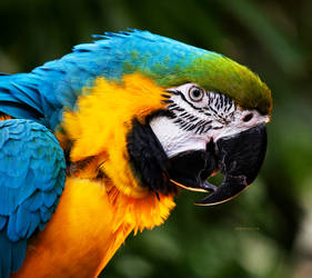 Parrot