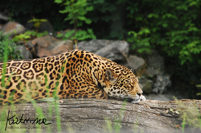 Jaguar