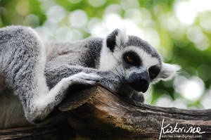 Tailed lemur