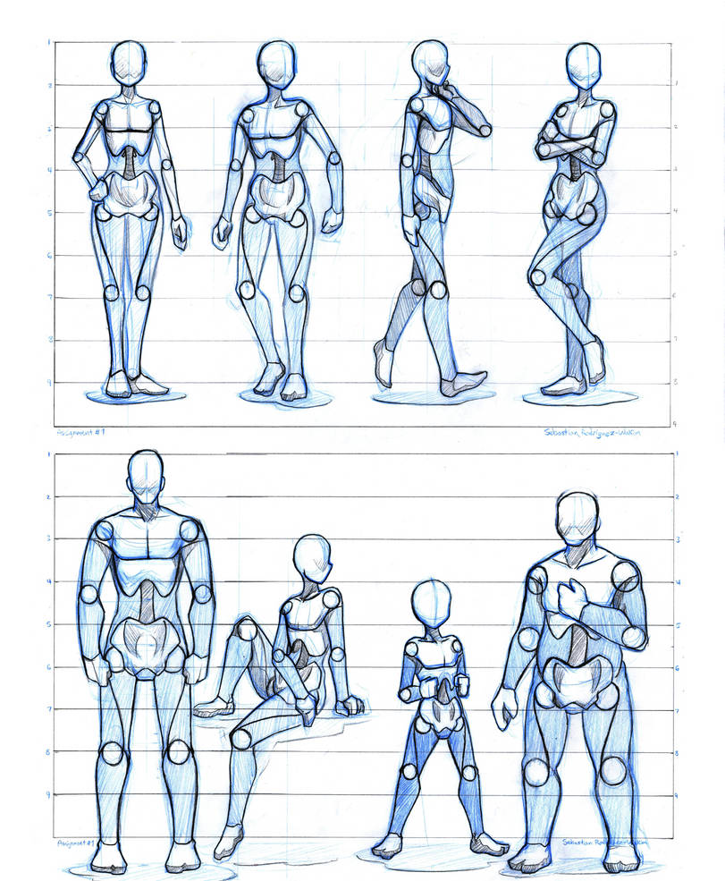 Basic Proportion Studies by TheDracoJayProduct on DeviantArt