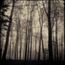 DaRK FoReST