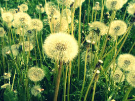 Dandelions