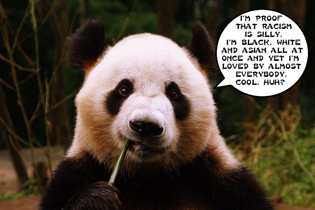 Panda Wisdom