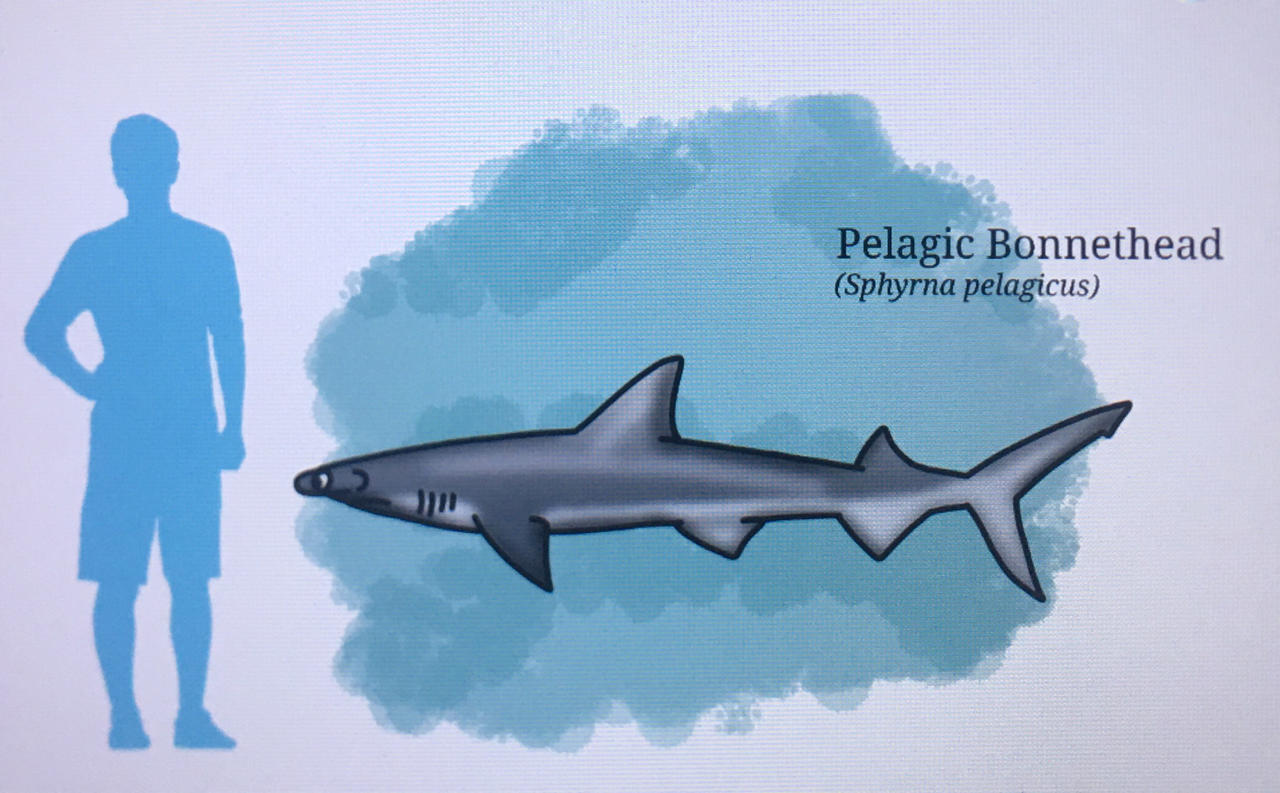 Pelagic Raptors Pelagic Bonnethead by Jaime-Spec on DeviantArt